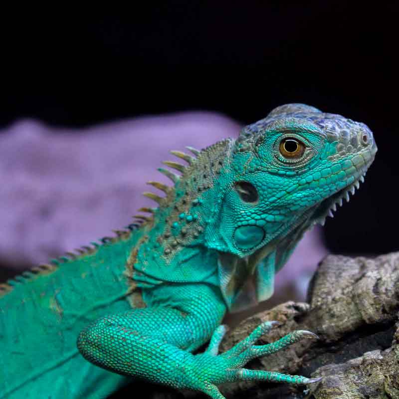 Green lizard standing on the piece of wood