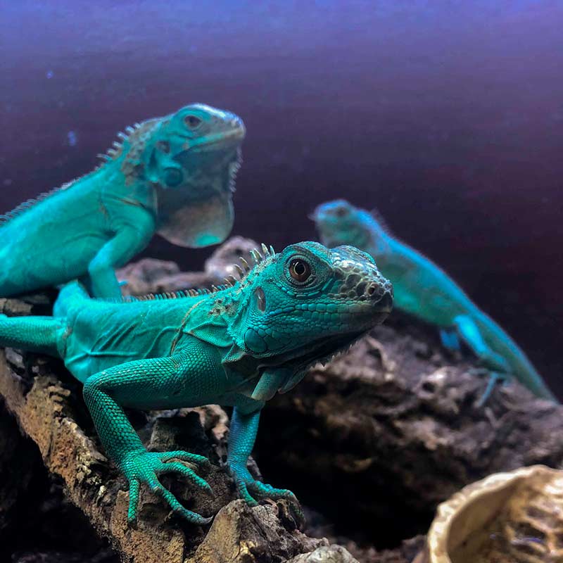 three green lizards standing behind each other on the tree branch