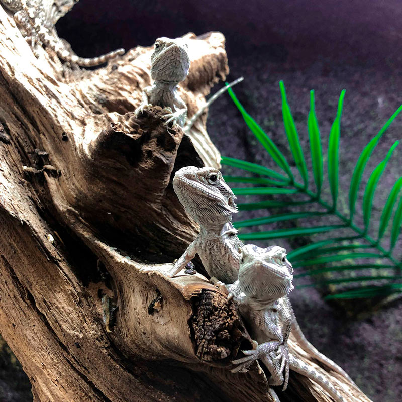 three grey lizards standing on the tree branch