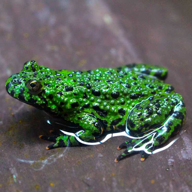 green frog standing on the rock in the water