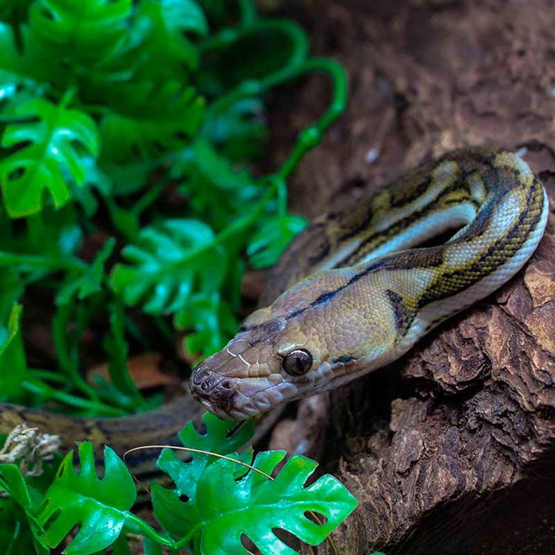 snake moving between leaves in her terrarium