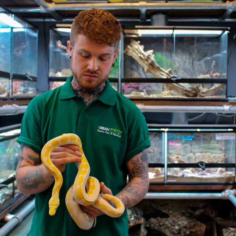Staff holding yellow snake in exotic pet shop